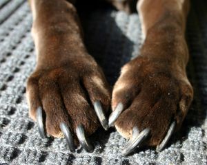 dog-with-long-toenails-by-shortsands